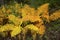 Golden foliage of cinnamon ferns in Bigelow Hollow, Connecticut.