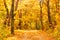 Golden foliage falls off trees in mixed forest, seasonal landscape. Colors in nature concept