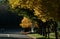 Golden foliage over residential road during fall season