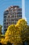 Golden foliage of tree contrasts sharply with reflection of modern building in background