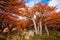 Golden forest in Patagonia