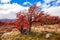 Golden forest in Patagonia