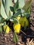 Golden fritillary (Fritillaria aurea) flowering with broadly bell-shaped, yellow, chequered with orange flowers