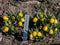 Golden fritillary (Fritillaria aurea) flowering with yellow, chequered with orange or reddish-brow flowers in