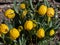 Golden fritillary (Fritillaria aurea) flowering with yellow, chequered with orange or reddish-brow flowers