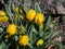 Golden fritillary (Fritillaria aurea) flowering with yellow, chequered with orange or reddish-brow flowers in