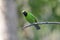 Golden-fronted Leafbird