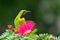 Golden-fronted Leafbird Chloropsis aurifrons