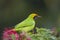 Golden-fronted leafbird in red powder puff tree