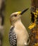 Golden-fronted Woodpecker at Birdfeeder