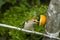 Golden-fronted Woodpecker eating an orange