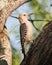 Golden fronted woodpecker (Melanerpes aurifrons)