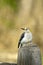 Golden-fronted Woodpecker, Melanerpes aurifrons