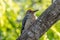 Golden-fronted Woodpecker in a Texas Forest