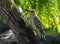 Golden-fronted Woodpecker in a Texas Forest