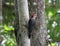 A golden-fronted woodpecker on a tree trunk