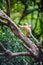 Golden fure baby dusky leaf monkey