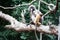 Golden fure baby dusky leaf monkey