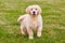 Golden furred goldendoodle with tongue out in grass