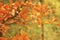 Golden galls among withering oak leaves in autumn forest