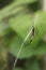 Golden garden weaver spider Argiope aurantia on web