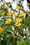 Golden Gardenia, ever green tropical shrub