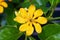 Golden gardenia flower