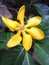 Golden Gardenia in flower garden