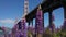 Golden Gate Bridge San Francisco purple flowers Echium candicans