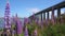 Golden Gate Bridge San Francisco purple flowers Echium candicans