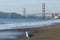 Golden Gate Bridge and the Seagull