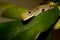 Golden Gecko on leaf