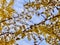 Golden gingko leaves under the blue sky