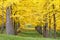 Golden Ginkgo Grove Virginia Arboretum