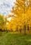 Golden Ginkgo Grove Virginia Arboretum Vertical