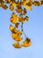 The golden ginkgo leaves against blue sky