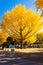 Golden Ginkgo Tree at Showa Memorial Park