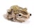 Golden gliding frog (Polypedates leucomystax ) pair
