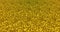 Golden glitter dust background for festival, party, event. Gold glamour texture Loop 4k animation.