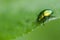 A golden glittering bug. Macro shot depicting a brilliant beetle on a green leaf. Carpathian flora and fauna