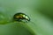 A golden glittering bug. Macro shot depicting a brilliant beetle on a green leaf. Carpathian flora and fauna