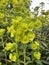 The golden glory spurge