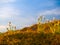 Golden glow on beach vegetation