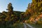 Golden glow of pine tree forest alongside island backroad at sunset, Skopelos island