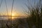 Golden glow of sedge growing on sand as dune protection