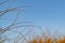 Golden glow of sedge growing on sand as dune protection