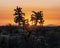 Golden glow of sunset through cholla cactus in Florence, Arizona