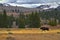 Golden glow of Wyoming landscape with male moose in foreground