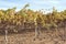 Golden Grape Leaves on Vines in Autumn.