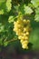 Golden grapes on a vine